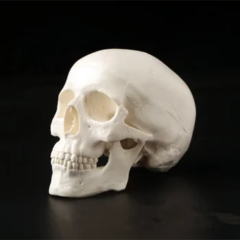 1pc PVC Mini Kaukolė Žmogaus Anatomijos Anatomija Galvos Medicininis Modelis, Patogus Helovinas Apdailos Baisu Žmogaus Kaulų Šalies Decoation - Nuotrauka 2  